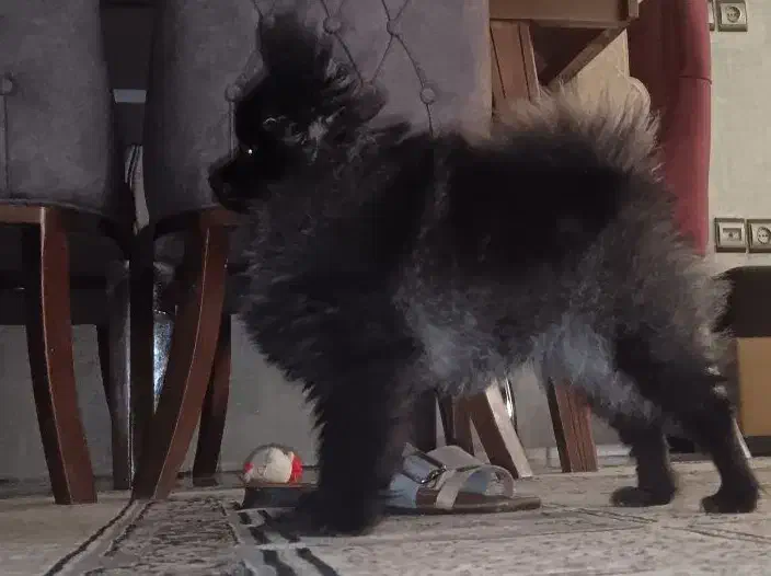 سگ پامر|سگ|اصفهان, نقش جهان|دیوار