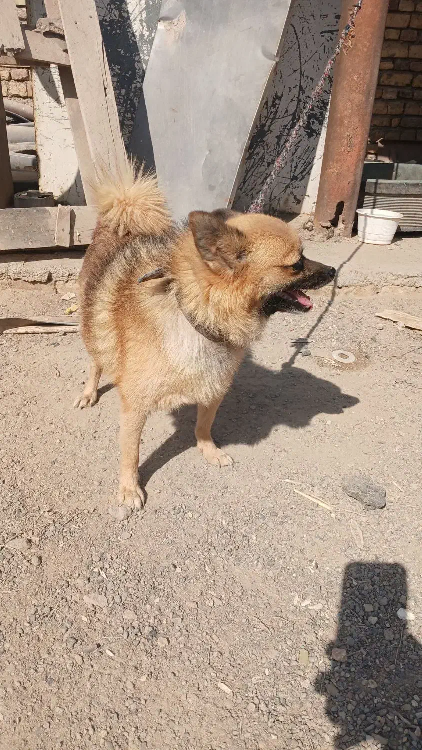 واگذاری سگ پاپی نژاددار|سگ|برخوار, |دیوار