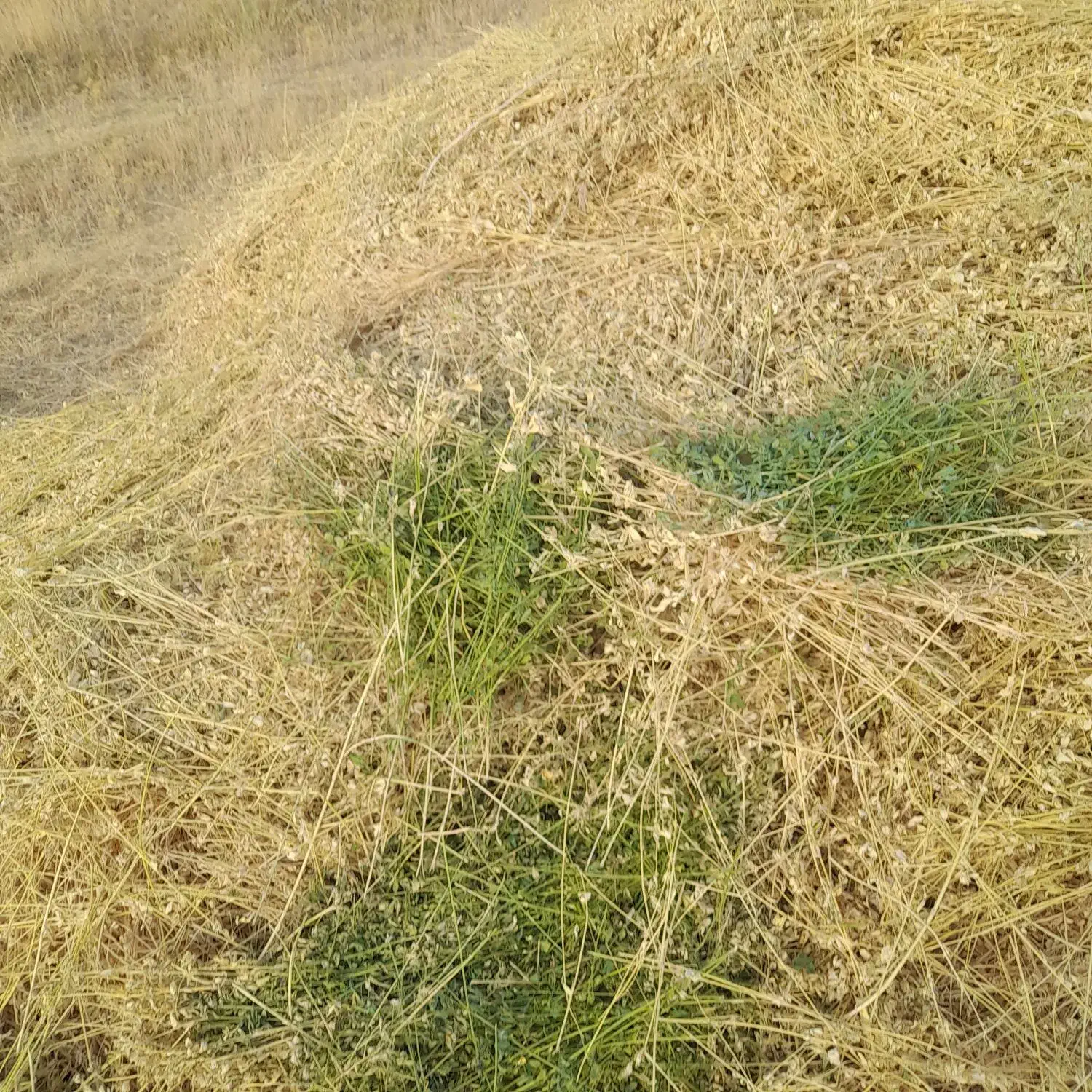 یونجه ۸۰۰کیلو تا یک تن|لوازم جانبی حیوانات|سنقر, |دیوار