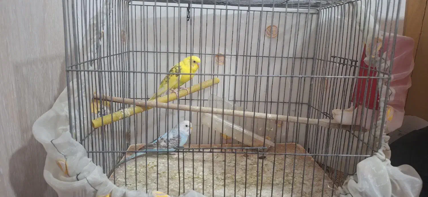 عروس هلندی و2 عدد مرغ عشق|پرنده|نسیم‌شهر, |دیوار