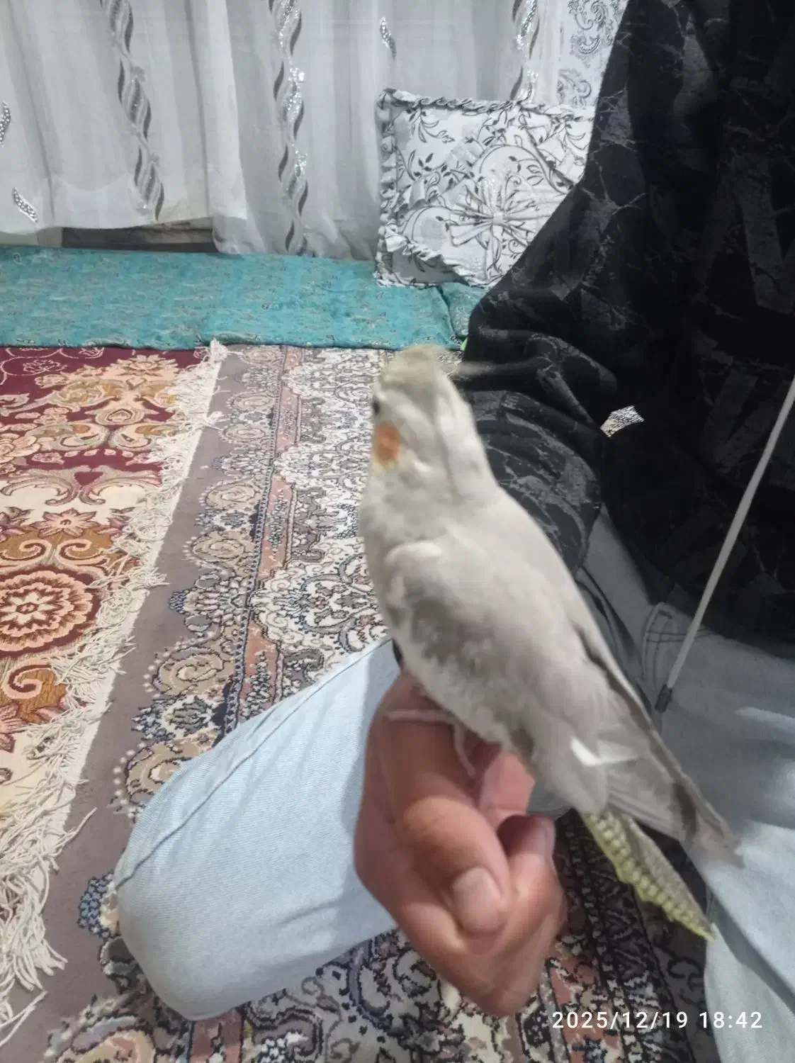 عروس هلندی|پرنده|کرمان, |دیوار