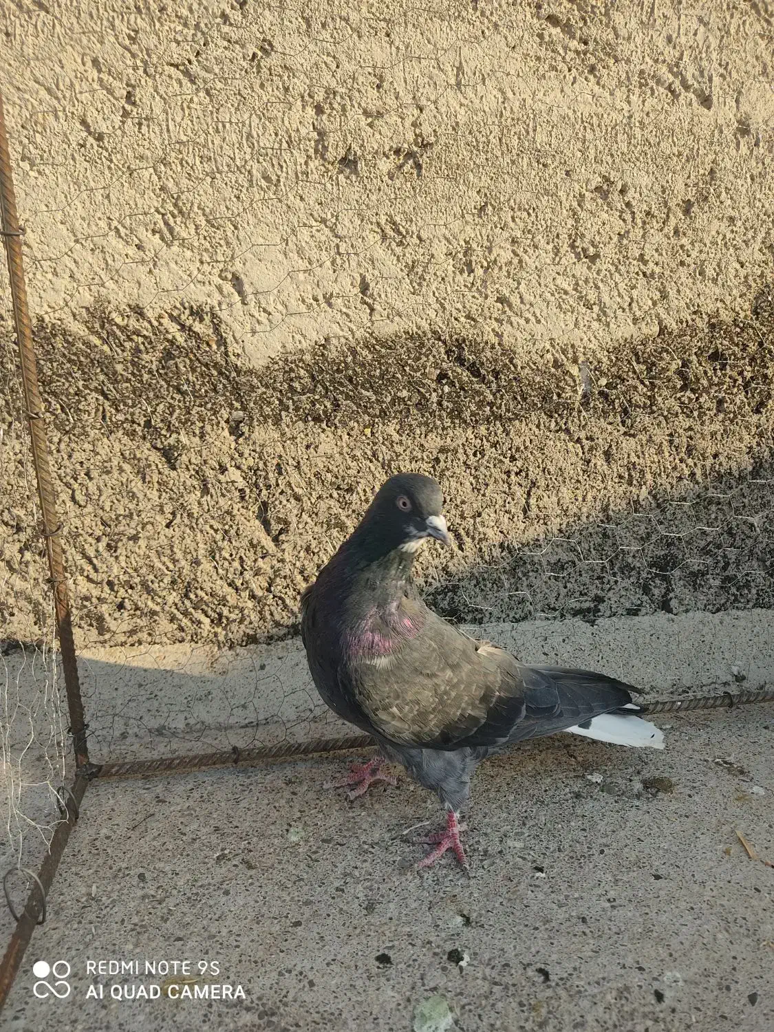 کفتر|پرنده|میانه, |دیوار