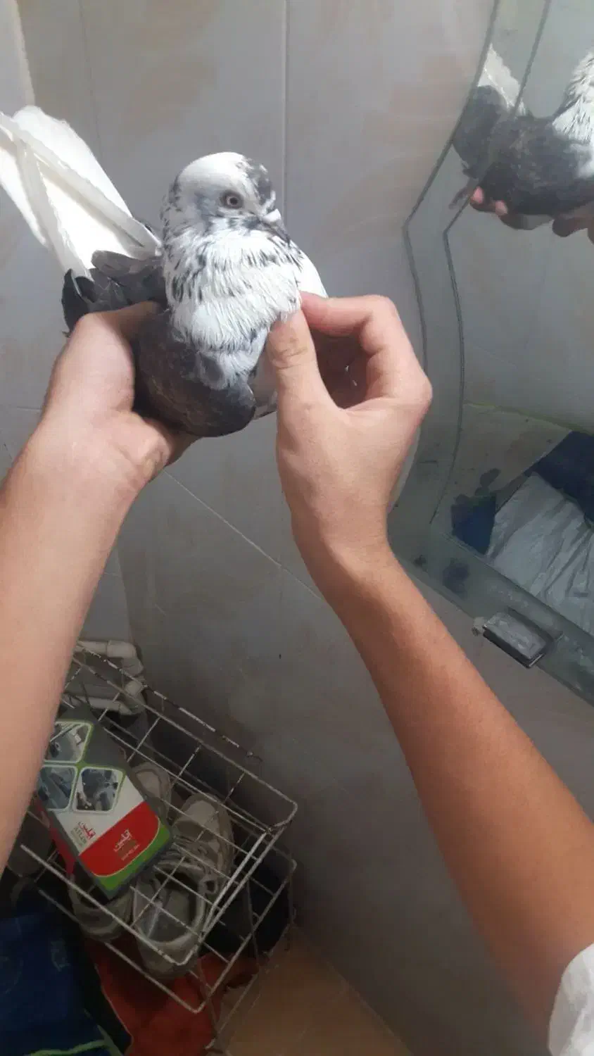 کفتر نر|پرنده|کوهدشت, |دیوار