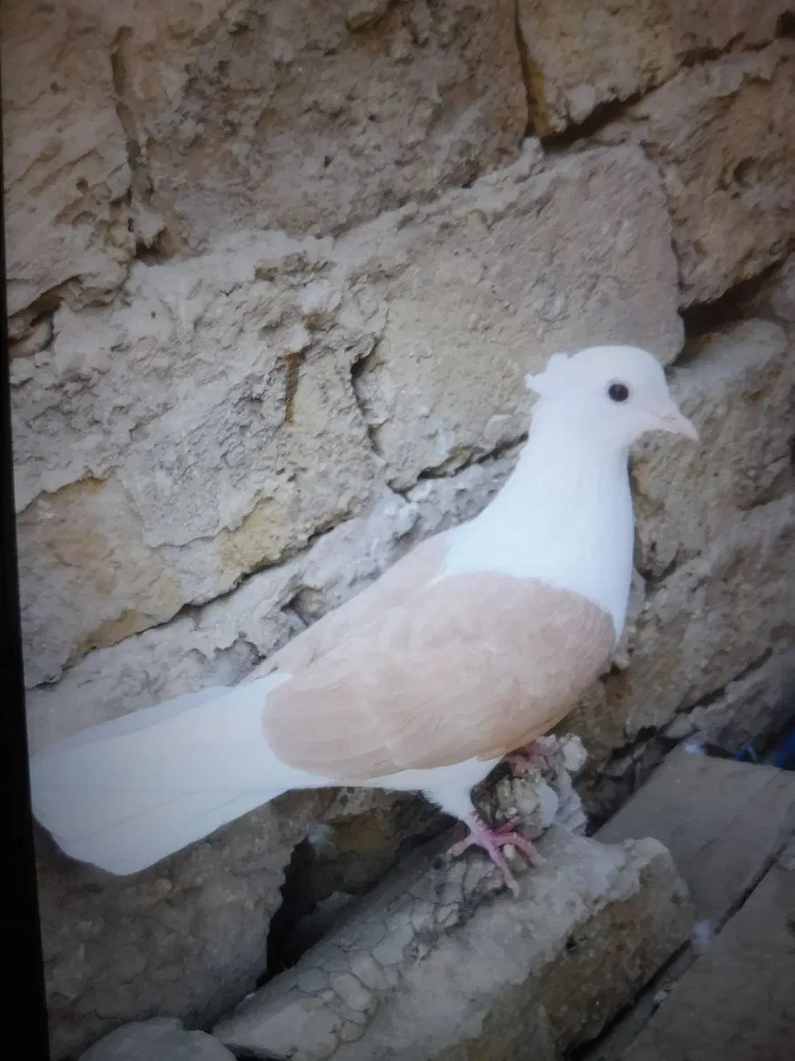 کفتر رنگی دوکتی و دم سفید و پلاس و پرشی....|پرنده|قم, دروازه ری|دیوار