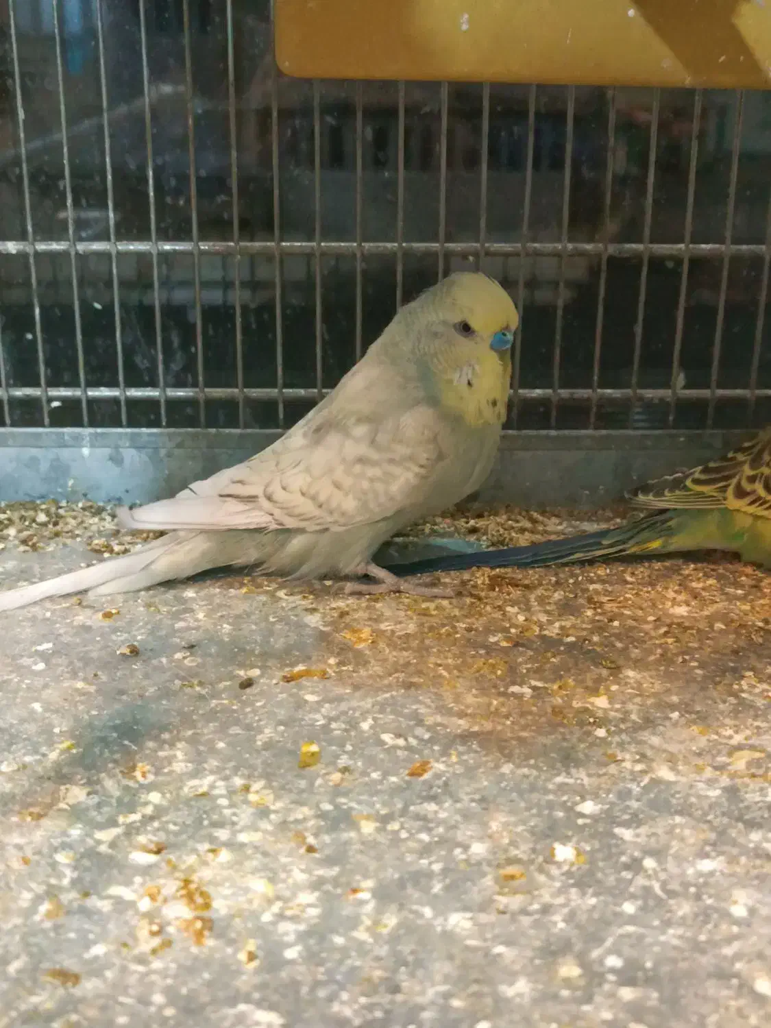 مرغ عشق انگلیسی|پرنده|اسلامشهر, مطهری|دیوار