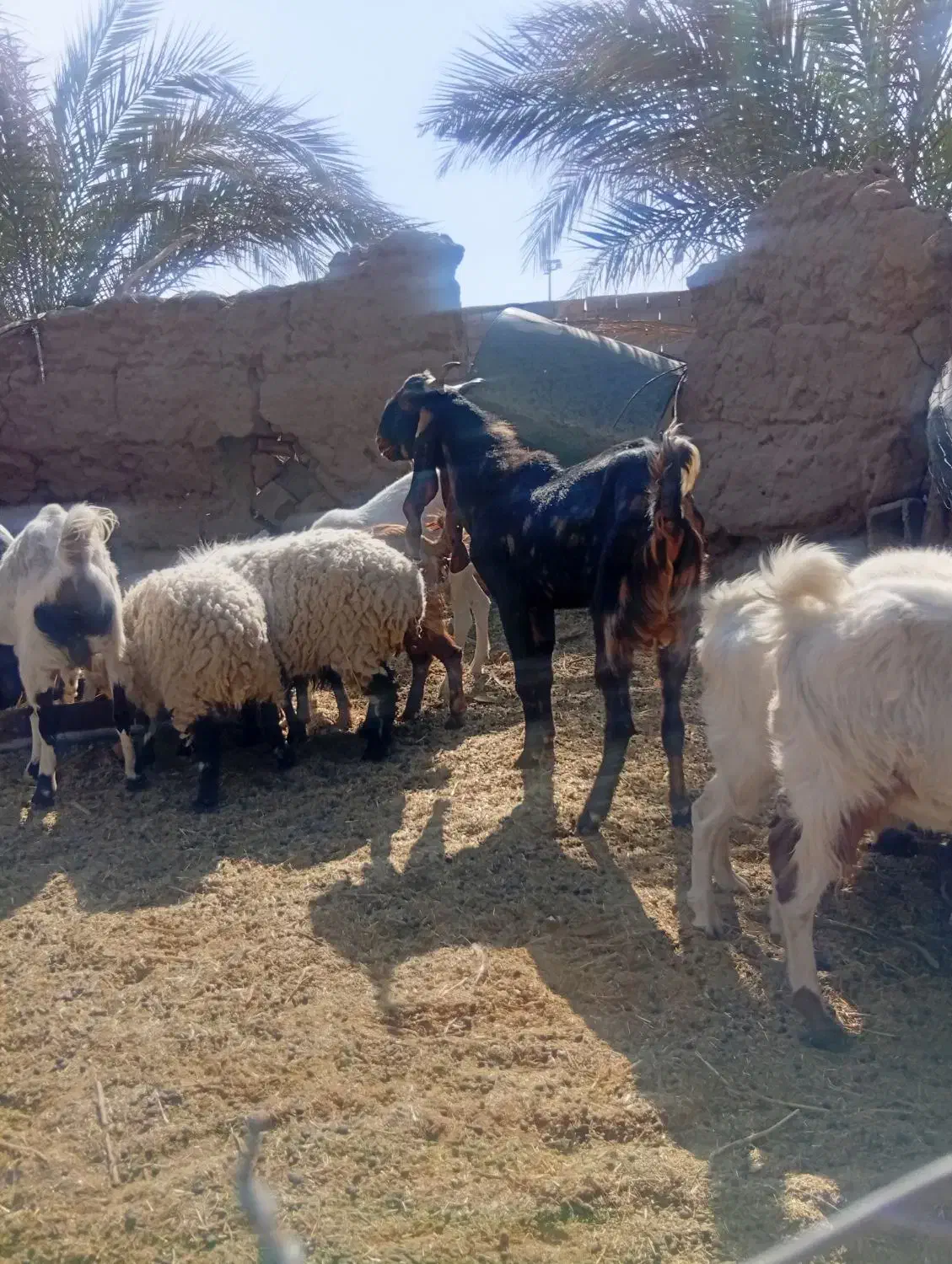 یک عدد نری پلنگی گوشبلند|حیوانات مزرعه|بم, |دیوار