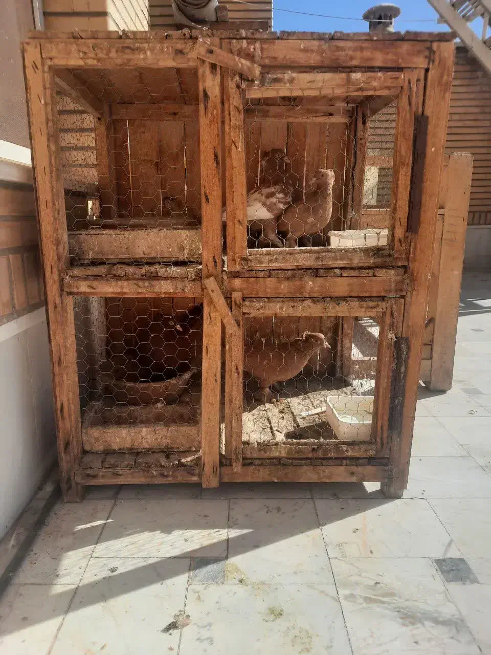 قفس چوبی کبوتر|پرنده|قم, آزادگان|دیوار