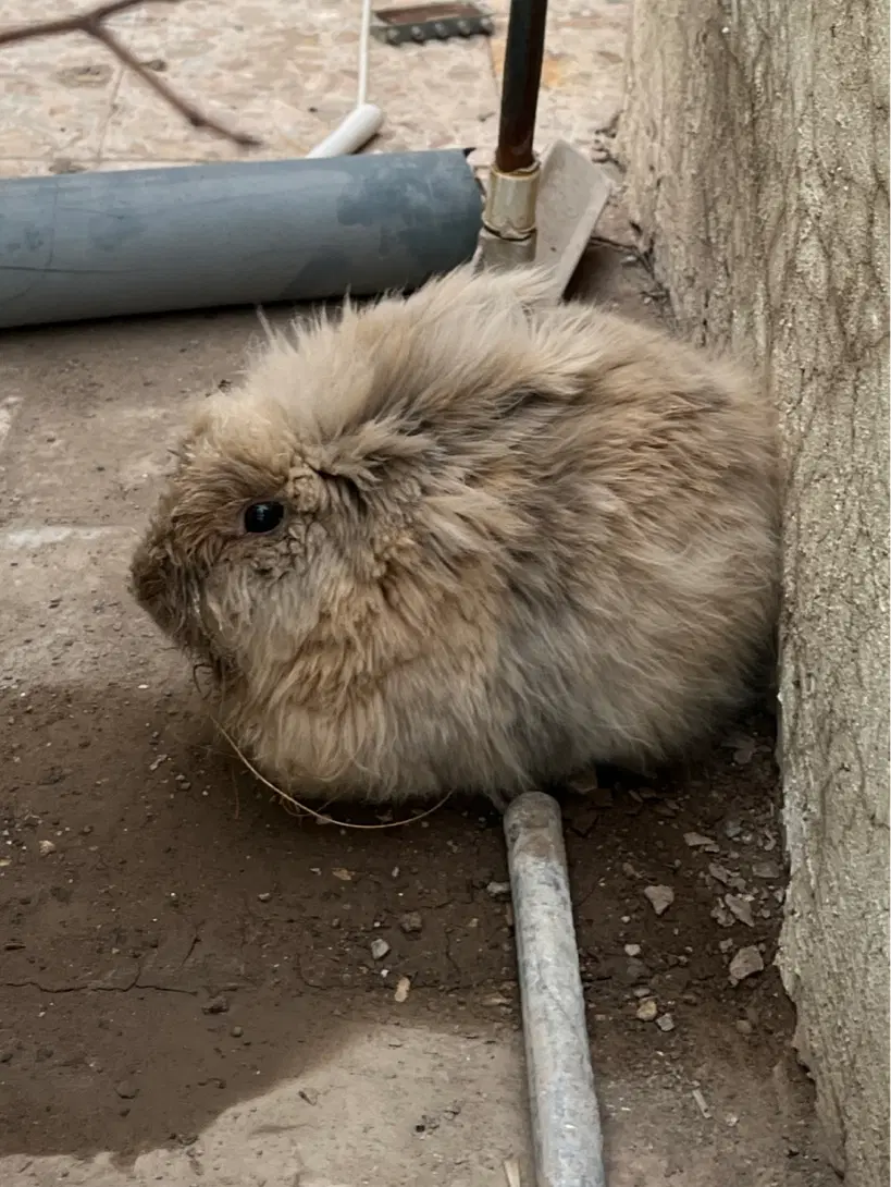 خرگوش|موش و خرگوش|رفسنجان, |دیوار