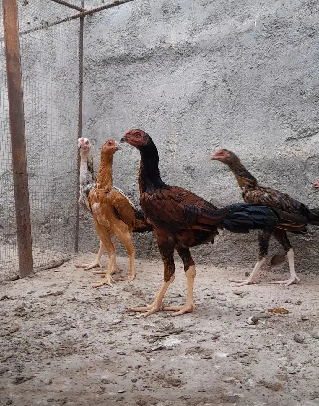 لاری' خروس و مرغ و جوجه اوشامو|حیوانات مزرعه|بندرعباس, |دیوار