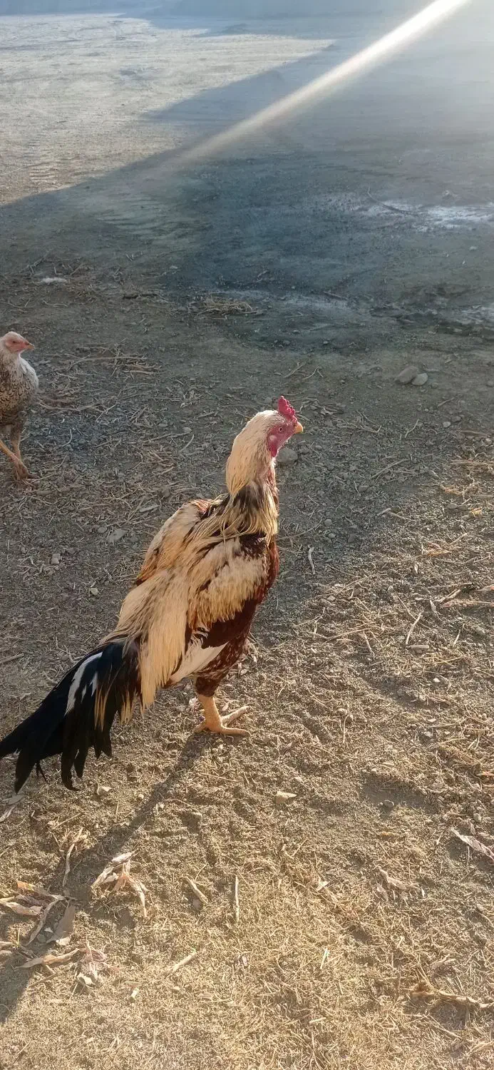 مرغ خروس لاری|حیوانات مزرعه|چالدران, |دیوار