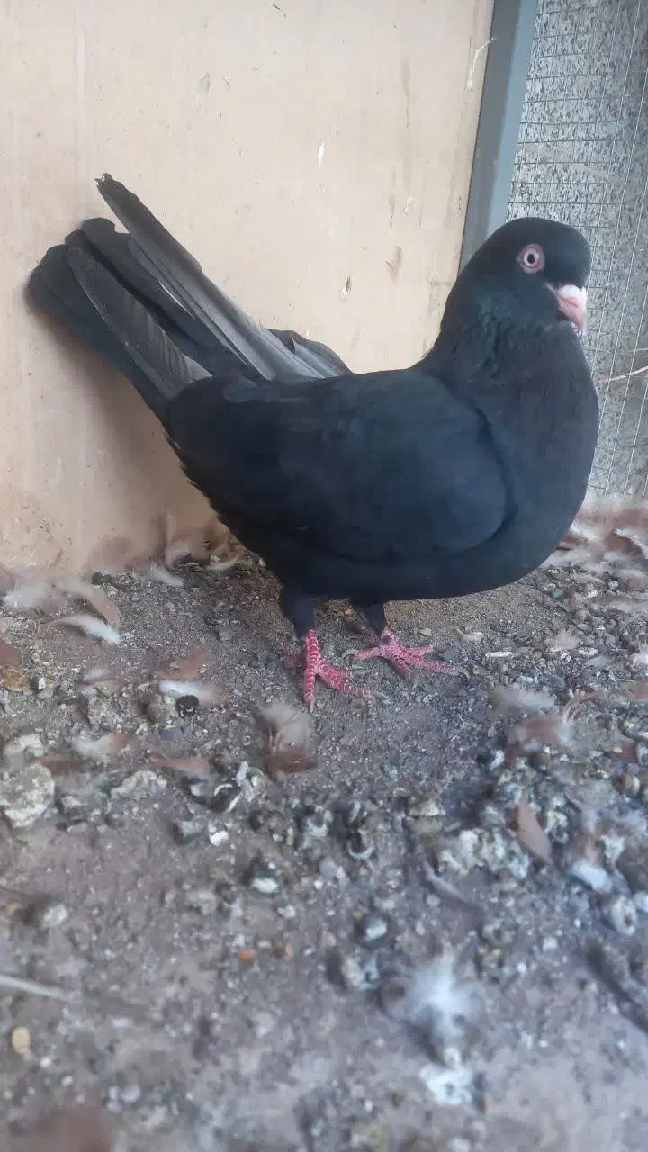 نر و ماده زاغ کلایی|پرنده|کرمان, |دیوار