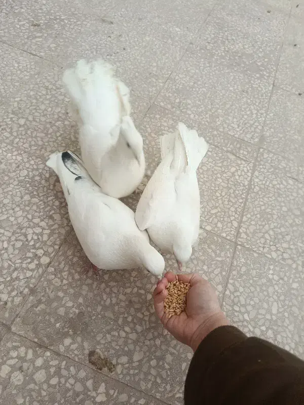 چتری کفتر|پرنده|قم, بکایی|دیوار