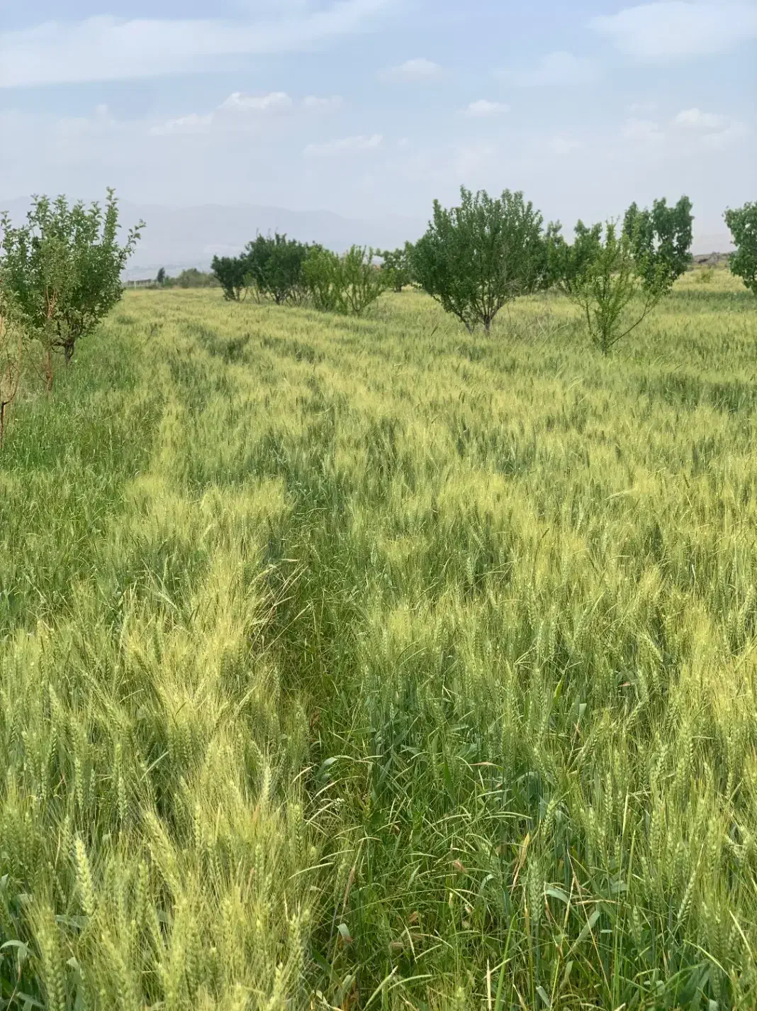 فروش گندم پیشگام و بذر شنبلیله درجه ۱|خدمات باغبانی و درختکاری|شوط, |دیوار