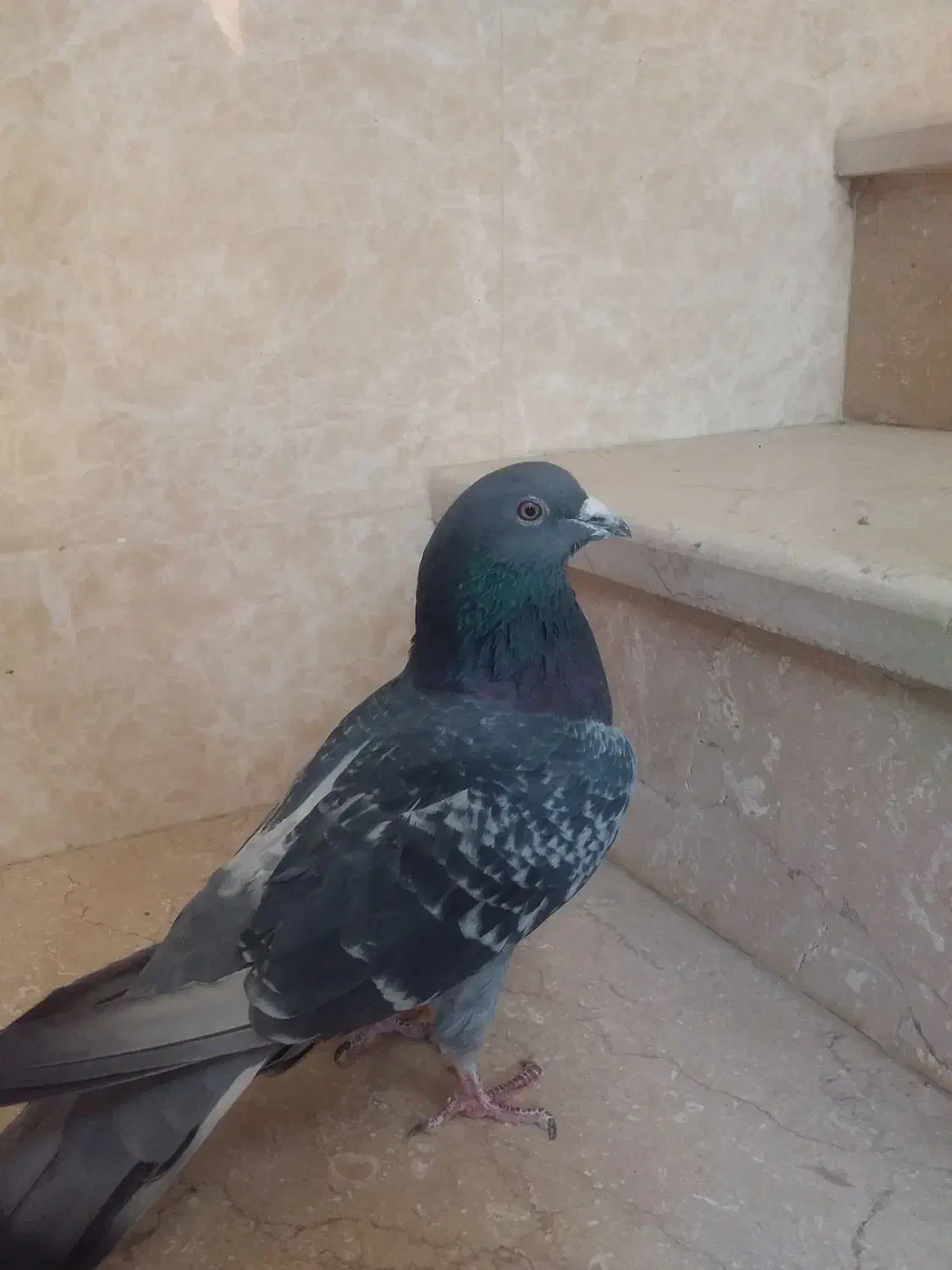 کبوتر پلاکی نر|پرنده|لنجان, |دیوار