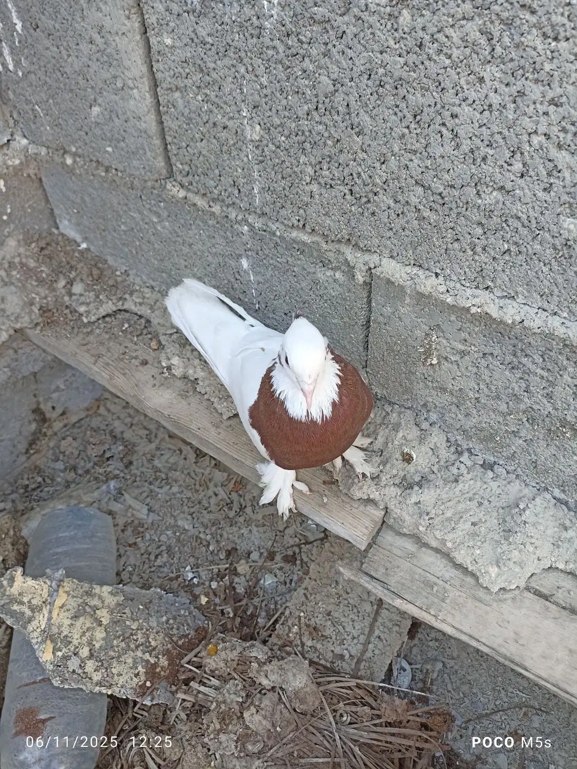 کبوتر طوقی|پرنده|جم, |دیوار