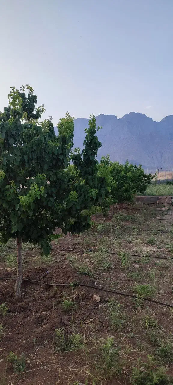 باغ۱۷۵۰متری|فروش دفتر صنعتی، کشاورزی، تجاری|کرمانشاه, |دیوار