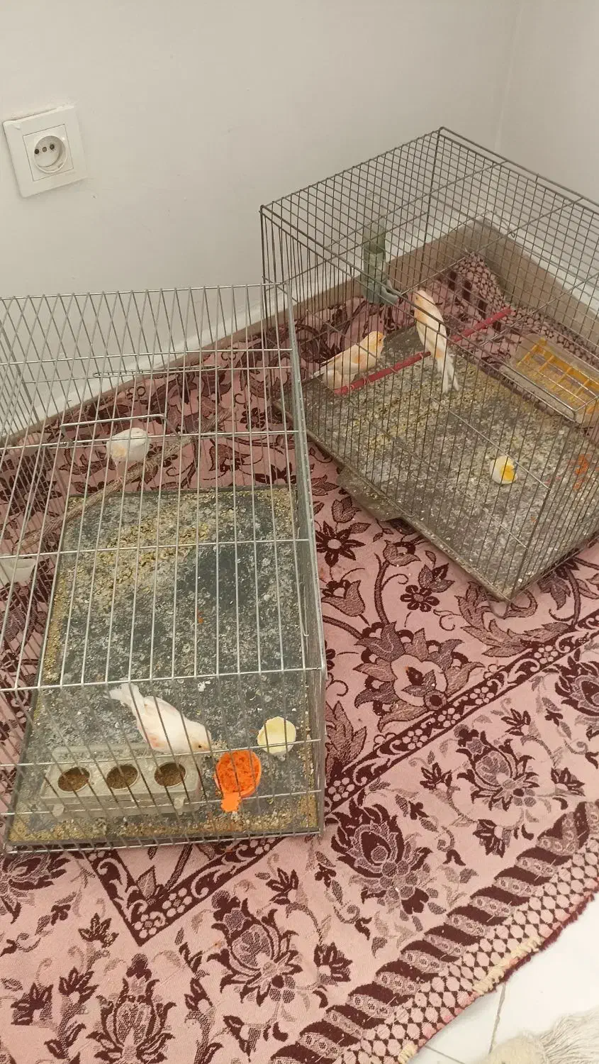 پرنده|پرنده|بومهن, |دیوار