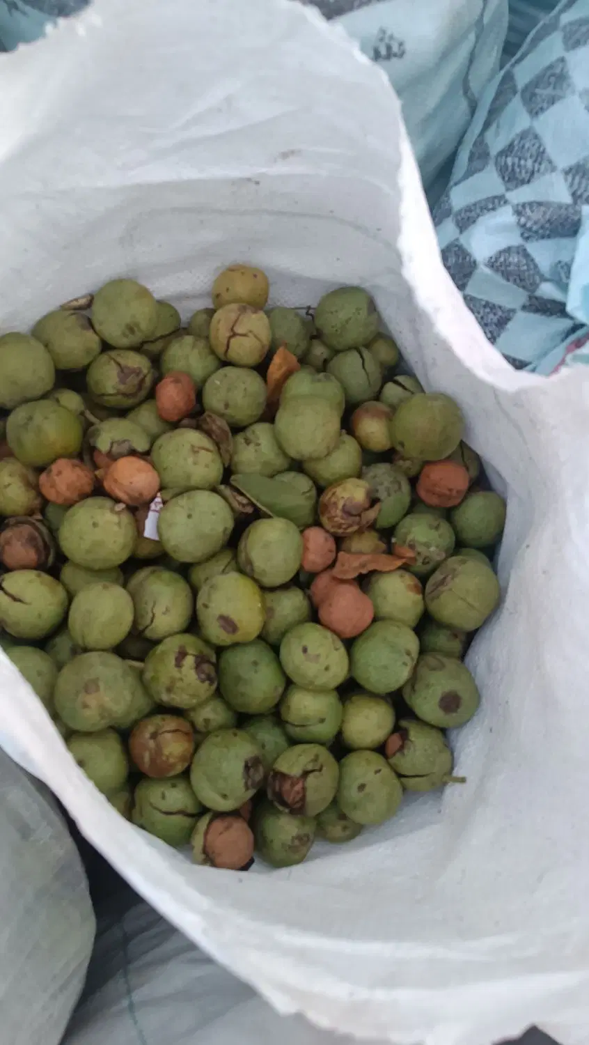 گردو|خوردنی و آشامیدنی|اصفهان, ستار|دیوار