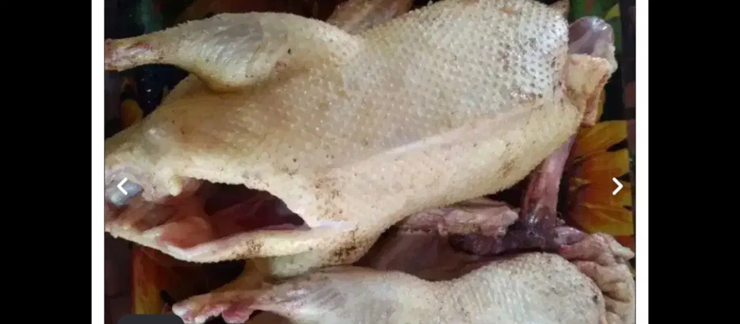 اردک بالغ سنگین مناسب کشتار و تخم نطفه دار اردک|حیوانات مزرعه|لاهیجان, لفمجان|دیوار