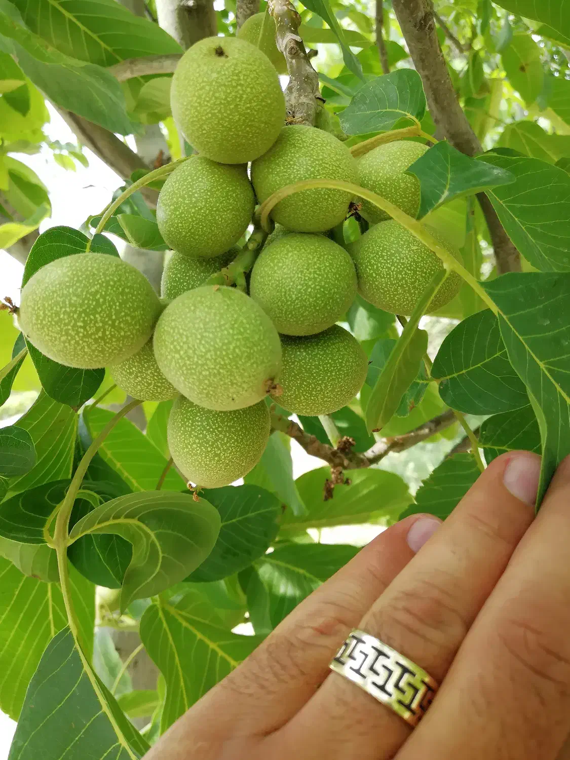 تولید نهال گردو|گل و گیاه طبیعی|شیراز, رکن‌آباد|دیوار