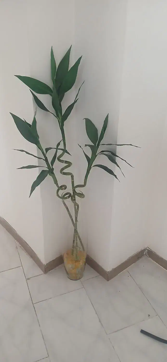 گلدان بامبو مصنوعی|گل مصنوعی|مشهد, الهیه|دیوار