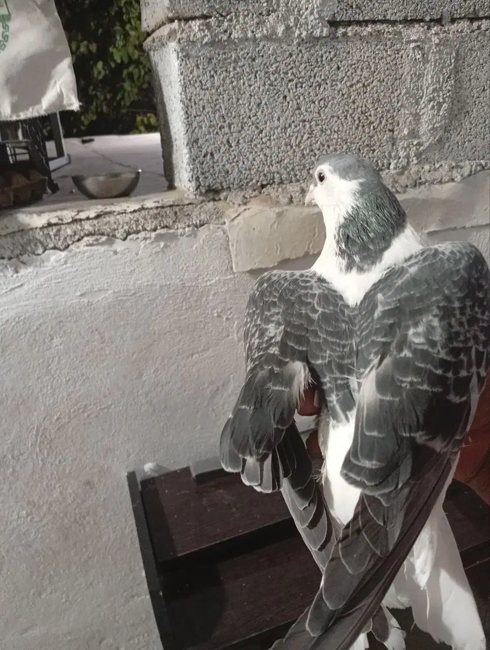 ساده مگسی ماده|پرنده|مشهد, ویلاشهر|دیوار