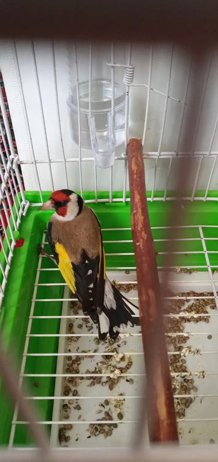 سهره نر|پرنده|اردبیل, |دیوار