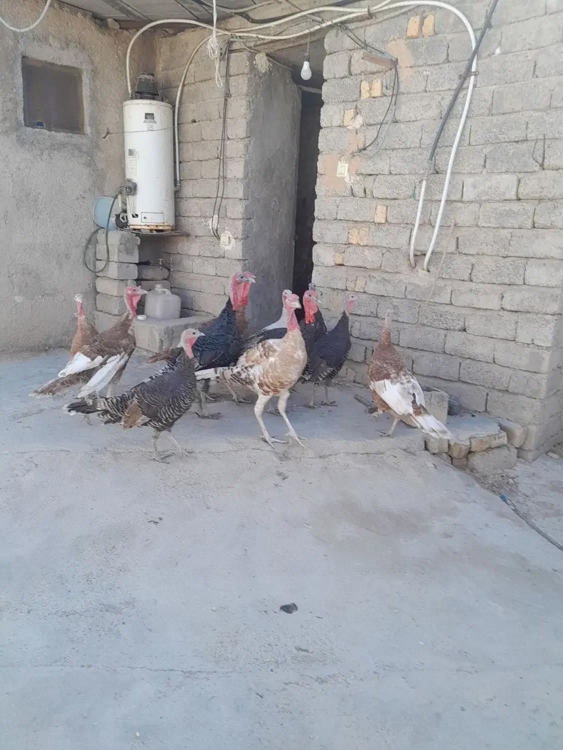 فروش بوقلمون نر وماده سالم ۱۱عدد|حیوانات مزرعه|فیروزآباد (فارس), |دیوار