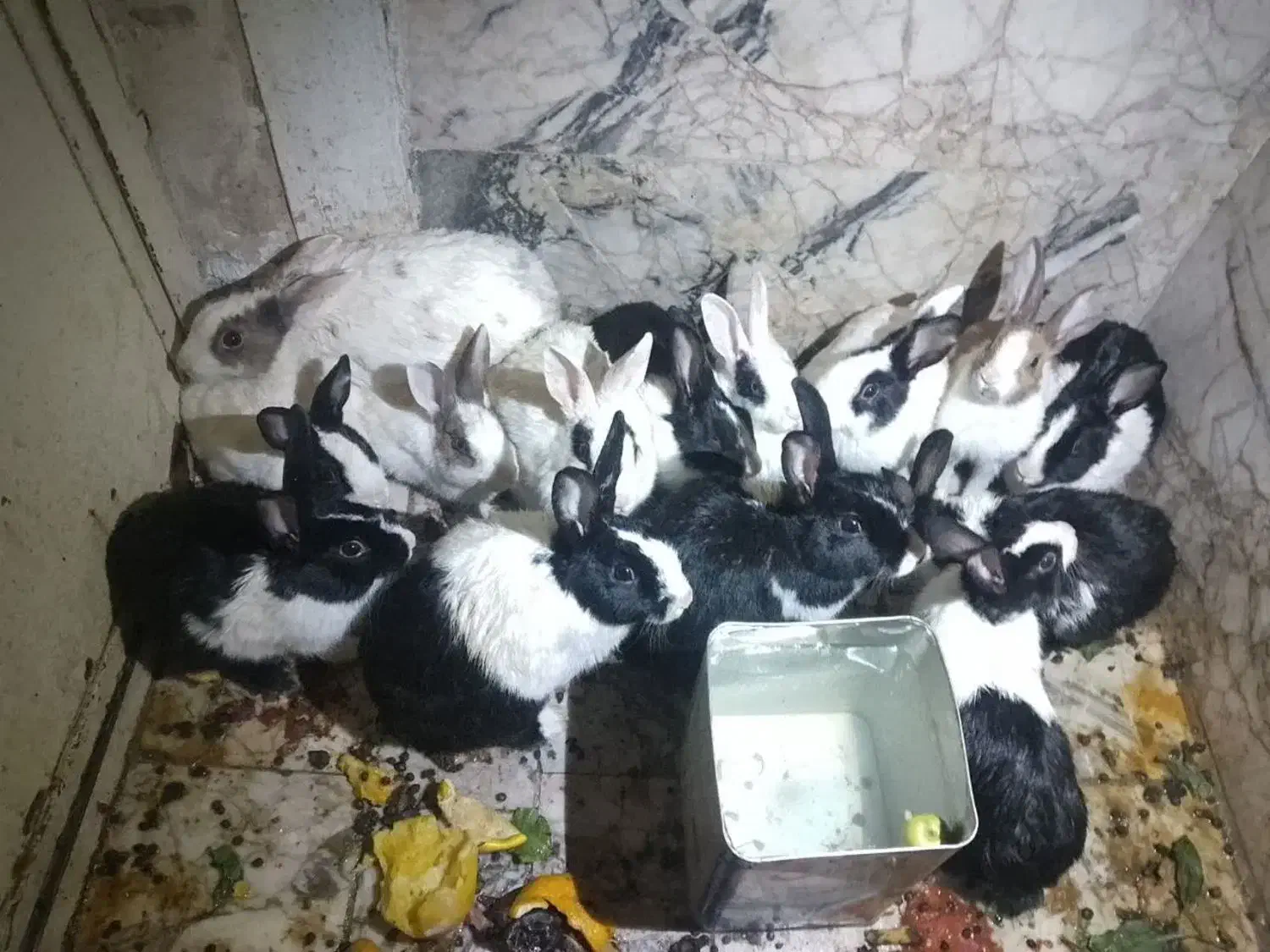 خرگوش های ناز|موش و خرگوش|مشهد, رده|دیوار