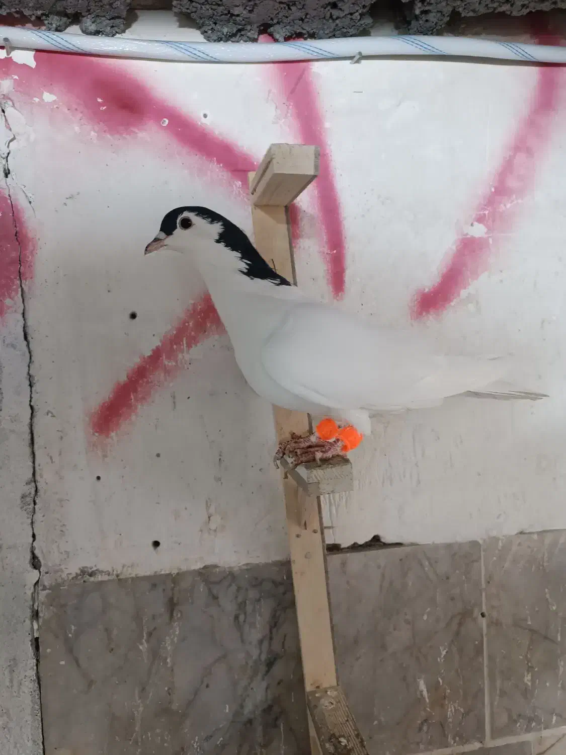 کفتر|پرنده|مشهد, چهاربرج|دیوار