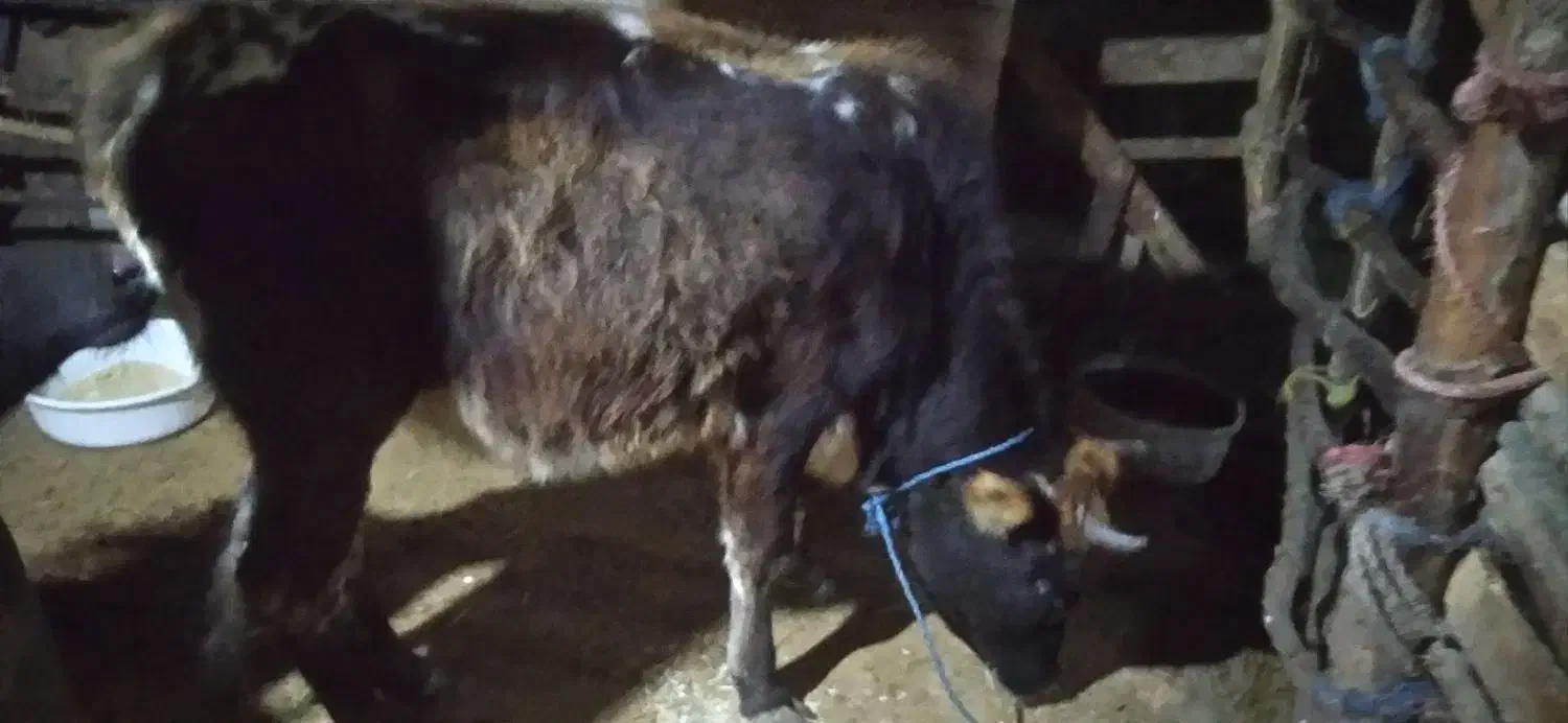 لیشه چالوسی|حیوانات مزرعه|سنگر, |دیوار