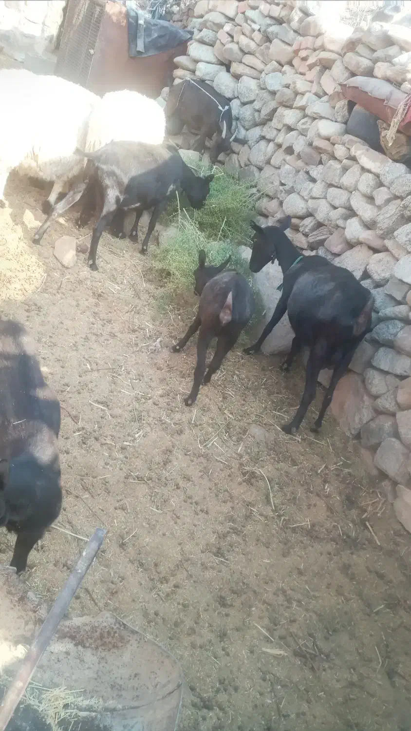 بز های مورسیا فروشی هستن|حیوانات مزرعه|نهبندان, |دیوار