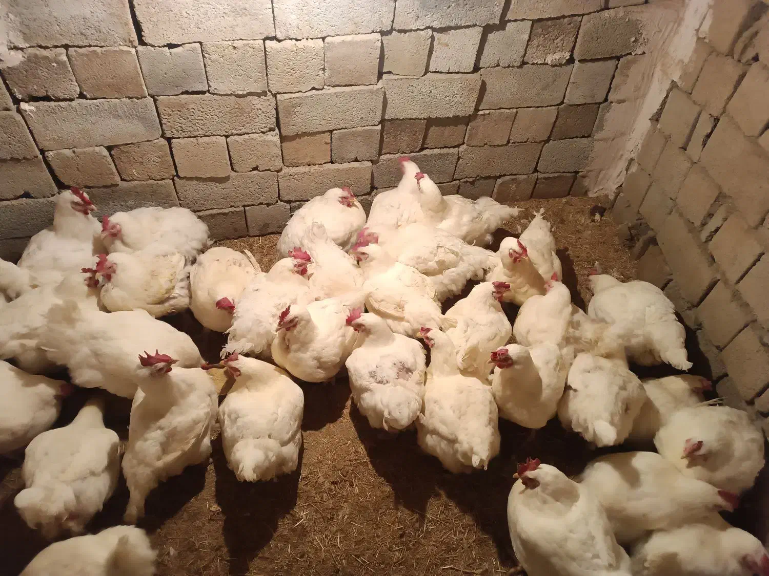 مرغ مادر|حیوانات مزرعه|اشنویه, |دیوار