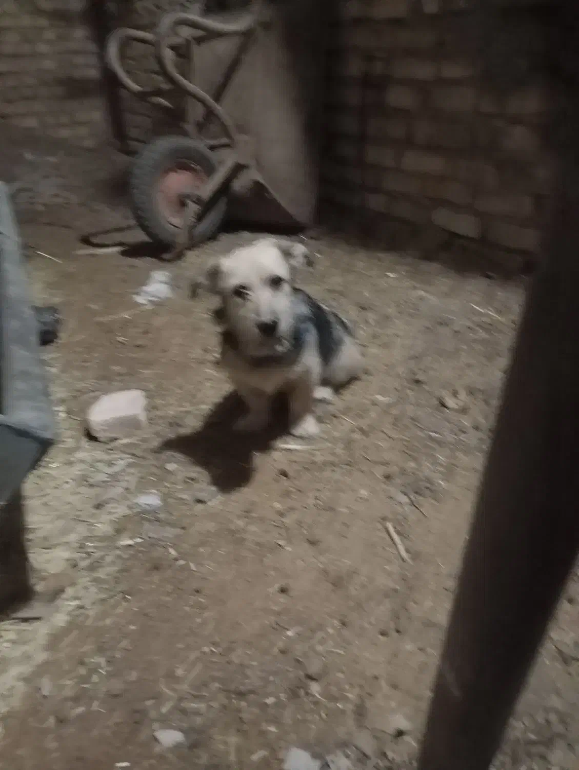 سگ پاکوتا|سگ|اردکان, |دیوار