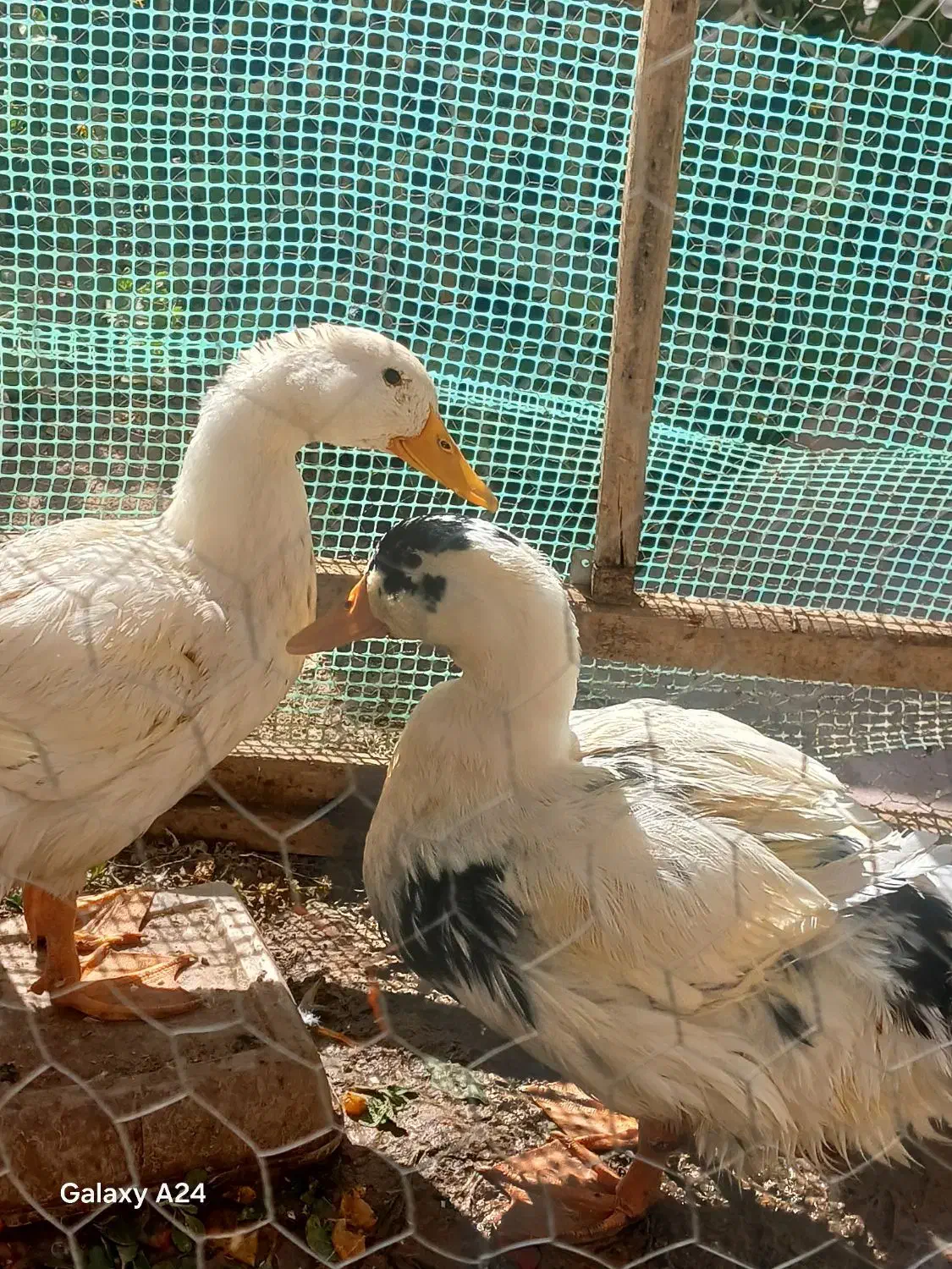 جوجه اردک|حیوانات مزرعه|زاوه, |دیوار