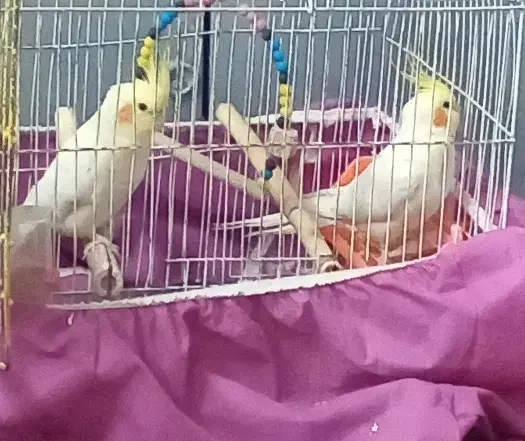 ۴تاعروس هلندی ماده|پرنده|خرمآباد, |دیوار