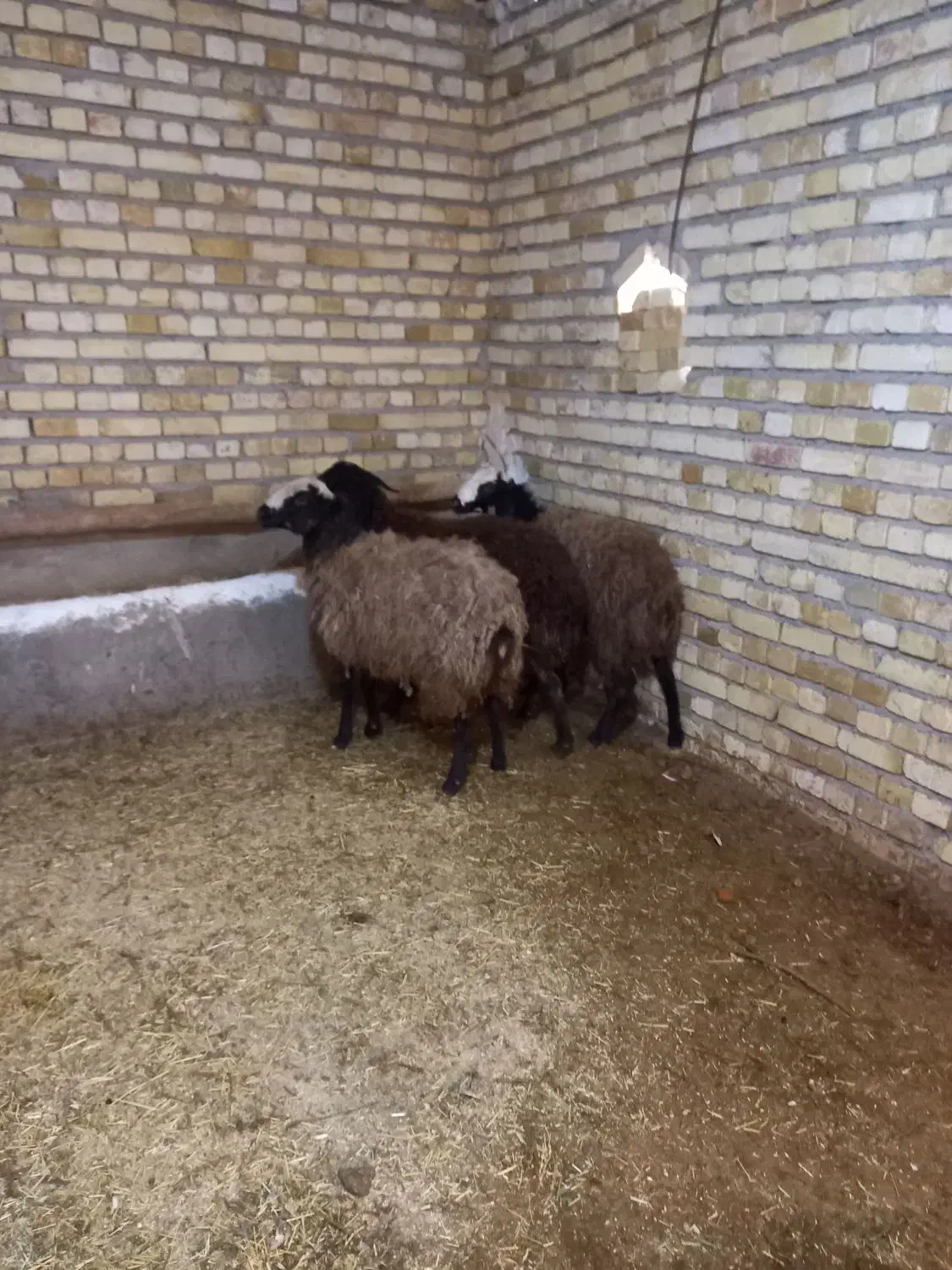 شیشک وبره ماده|حیوانات مزرعه|اسفرورین, |دیوار