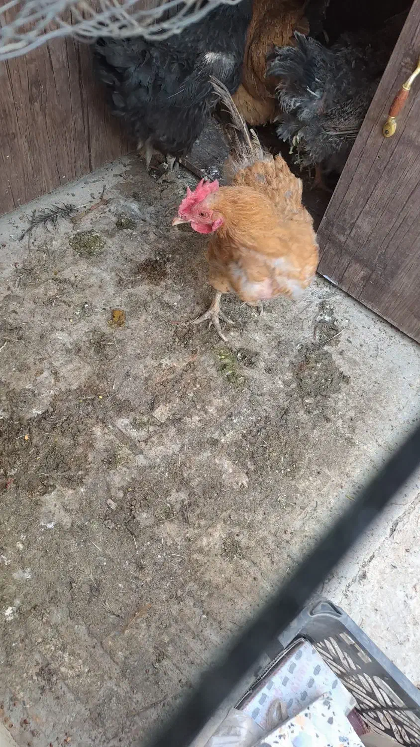 مرغ تخم کن|حیوانات مزرعه|شاهین‌شهر, شهرک پردیس|دیوار