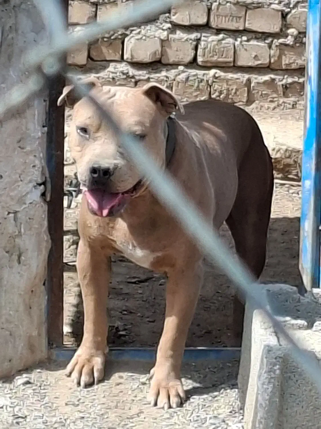 پیتبول نر۱ ساله ، خالص آمریکایی و یک پیتبول ماده|سگ|ورامین, قويينک زهری|دیوار