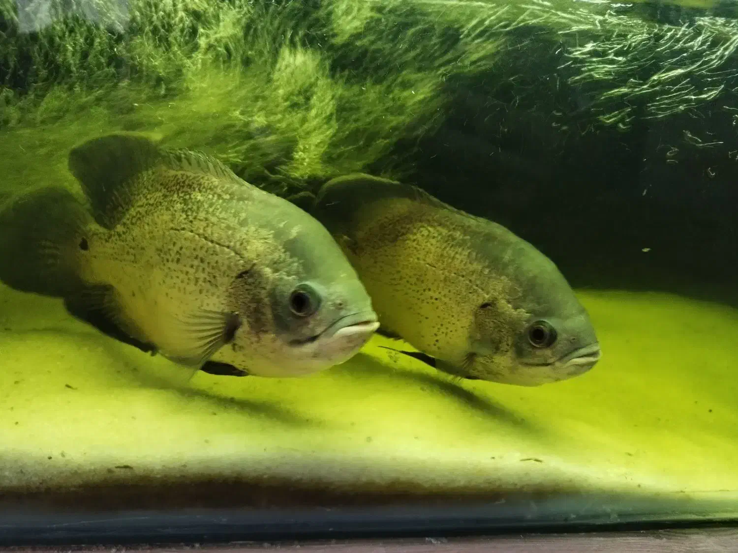 ماهی اسکار بزرگ 3عدد و2عدد لجن خوار اسپورت|ماهی|خوی, |دیوار