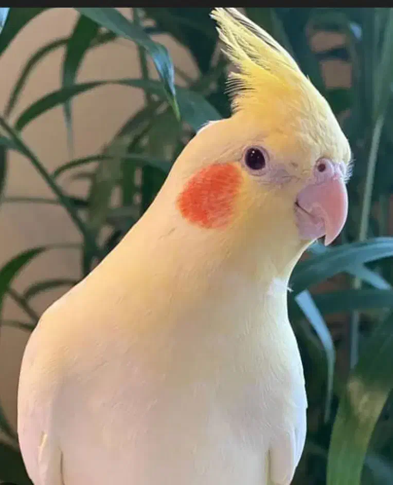 عروس هلندی سخن گو جفت بسیار ارزان|پرنده|رامسر, |دیوار