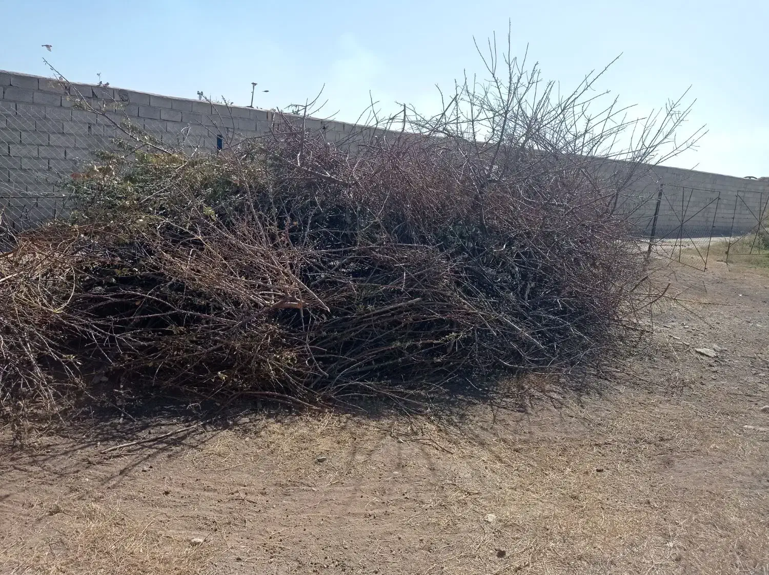 چوب خشک بادام|عمدهفروشی|خسروشاه, |دیوار