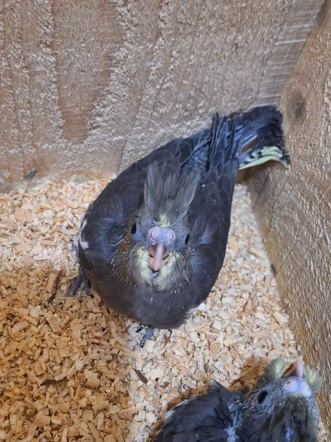 پرنده زینتی|پرنده|لاهیجان, بازکیاگوراب|دیوار