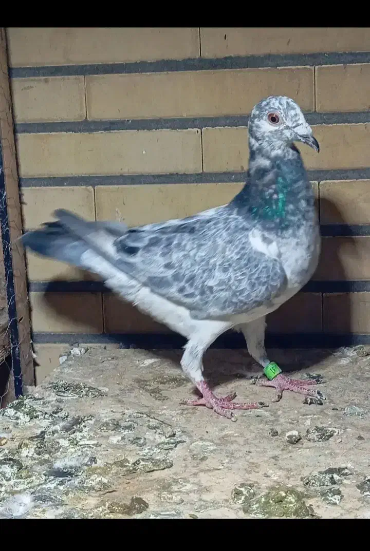 بزک|پرنده|دزفول, |دیوار