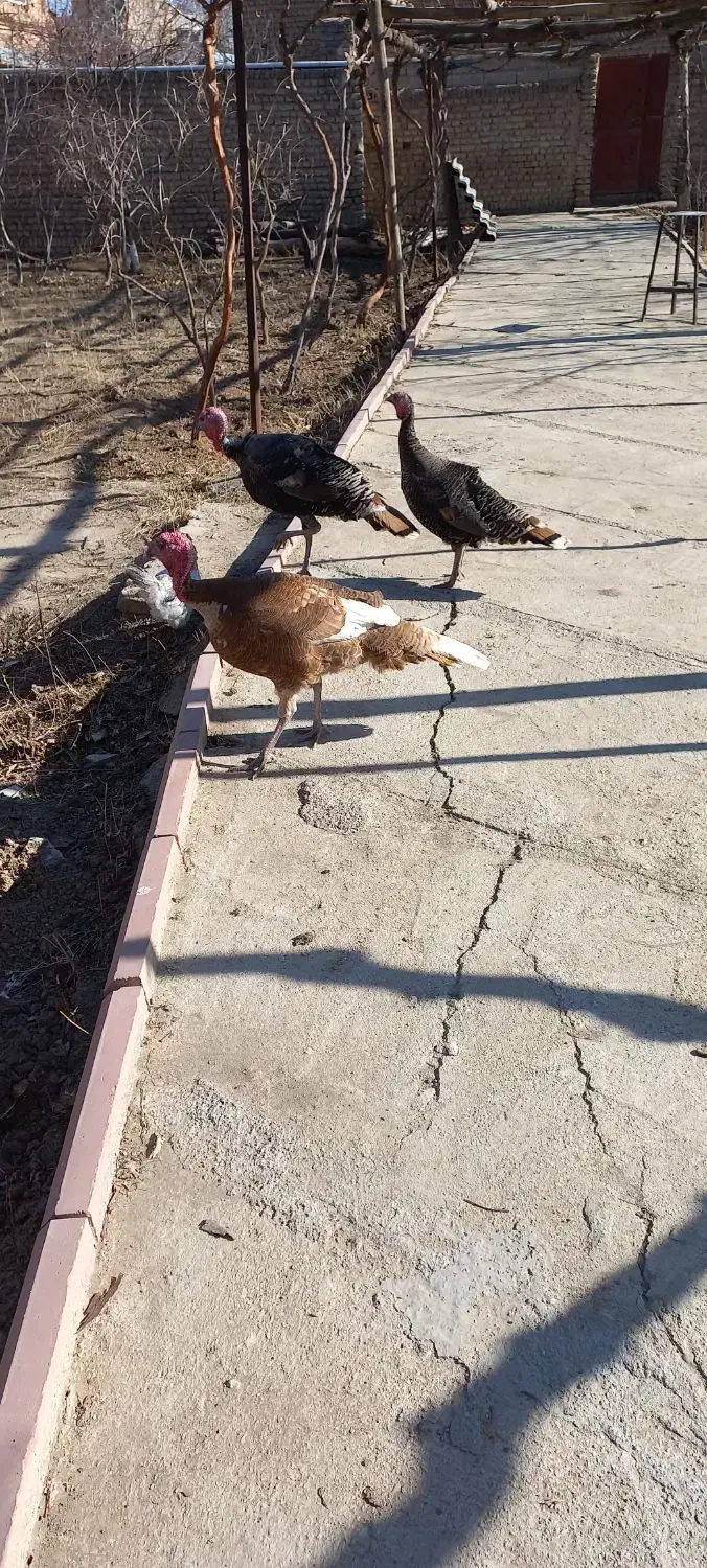 بوقلمون|حیوانات مزرعه|هشتگرد, قاسم آباد بزرگ|دیوار