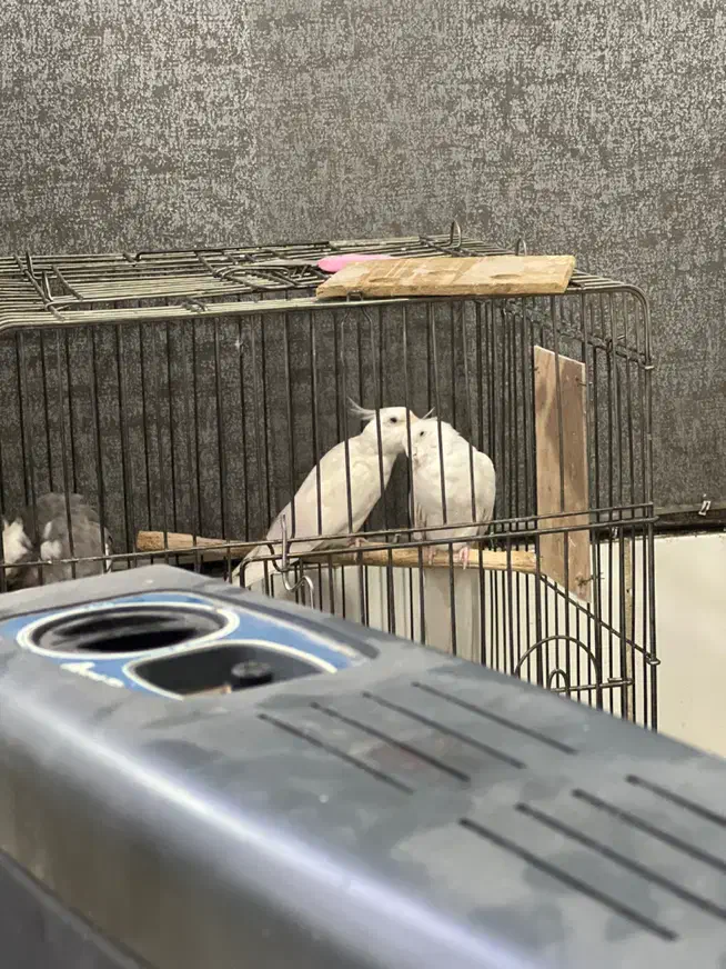 عروس هلندی البینو جفت با تخم|پرنده|نسیمشهر, |دیوار