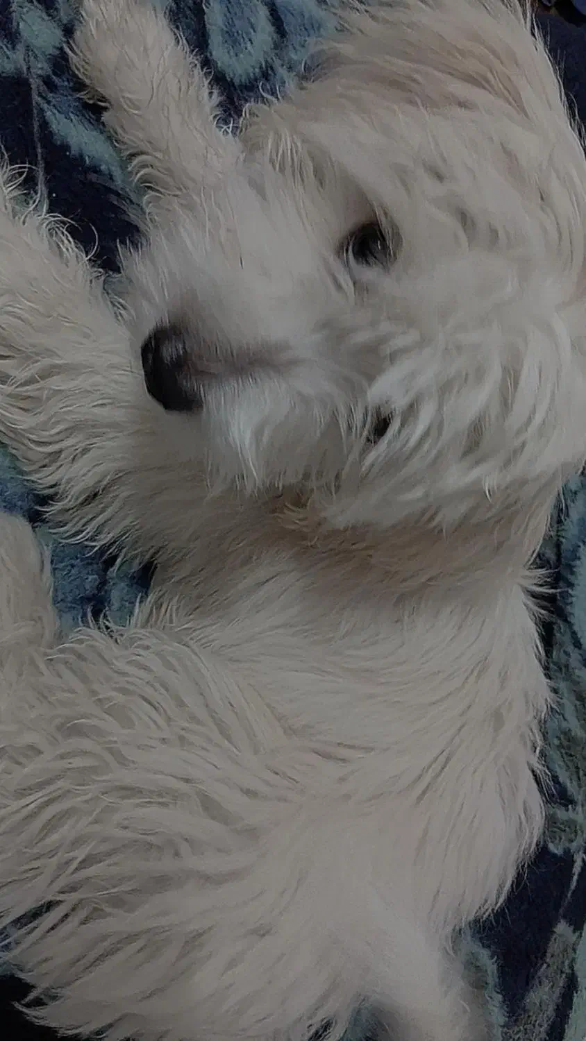 گمشده|سگ|گلبهار, شهر جدید گلبهار|دیوار