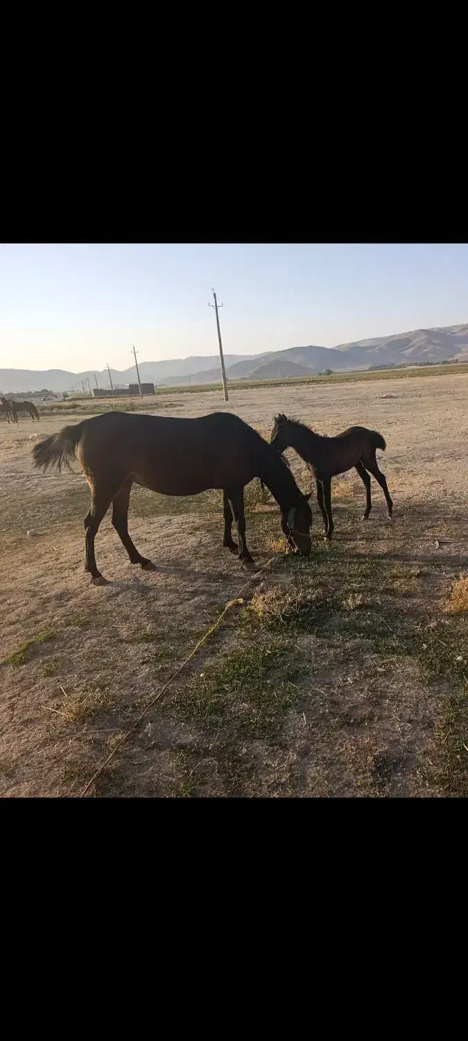 یک عدد مادیون با کره ماده درجه یک|اسب و تجهیزات اسبسواری|دورود, |دیوار