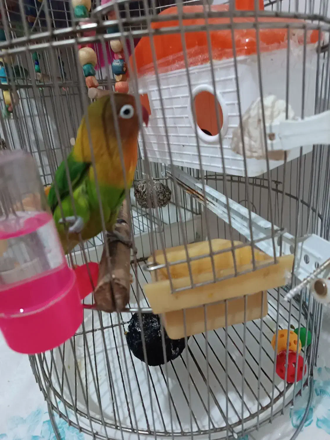 طوطی برزیلی|پرنده|فردیس, قریشی|دیوار