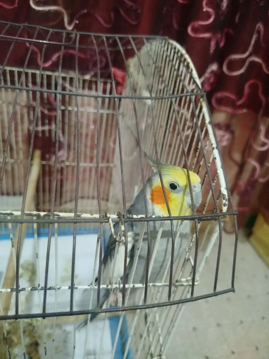 عروس هلندی|پرنده|میناب, |دیوار